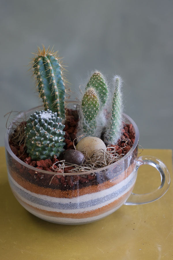 Three assorted succulent plants arranged in a clear glass cup planter with layered decorative sand and natural stones.