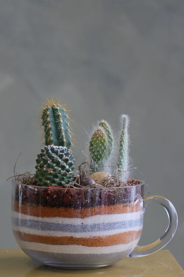 Three assorted succulent plants arranged in a clear glass cup planter with layered decorative sand and natural stones.