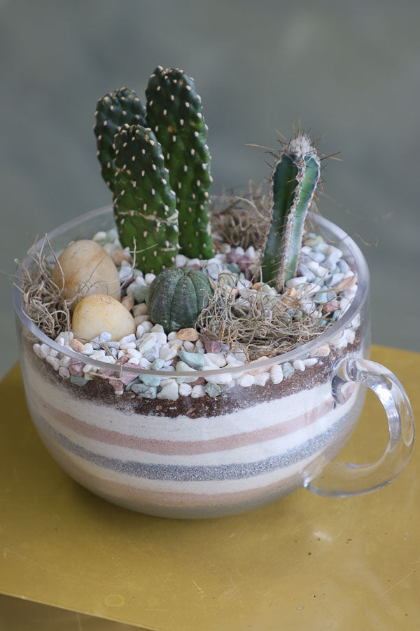 Three assorted succulent plants arranged in a clear glass cup planter with layered decorative sand and natural stones.