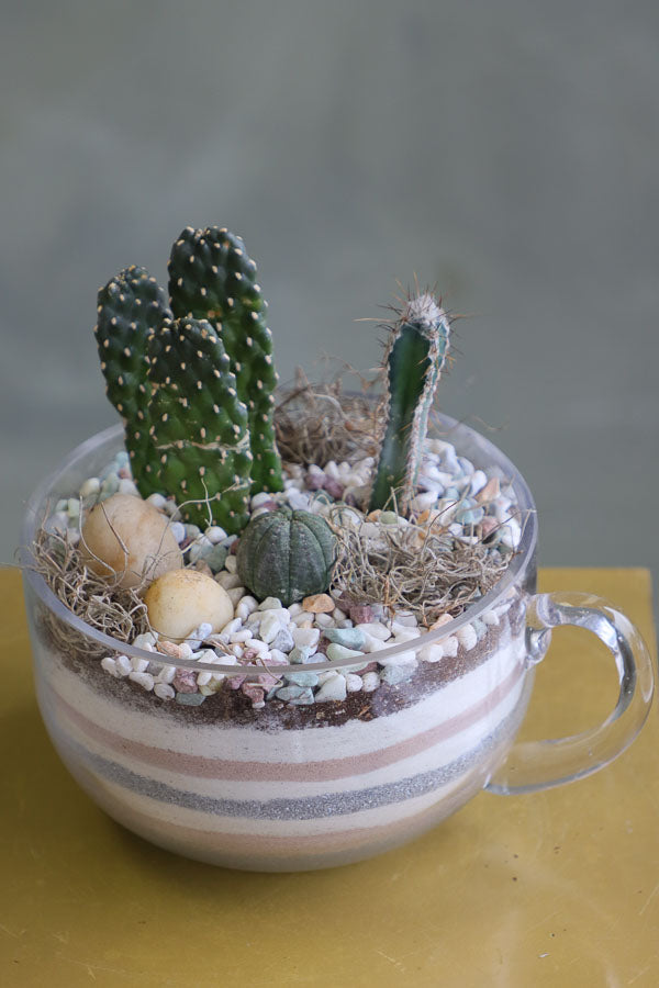 Three assorted succulent plants arranged in a clear glass cup planter with layered decorative sand and natural stones.