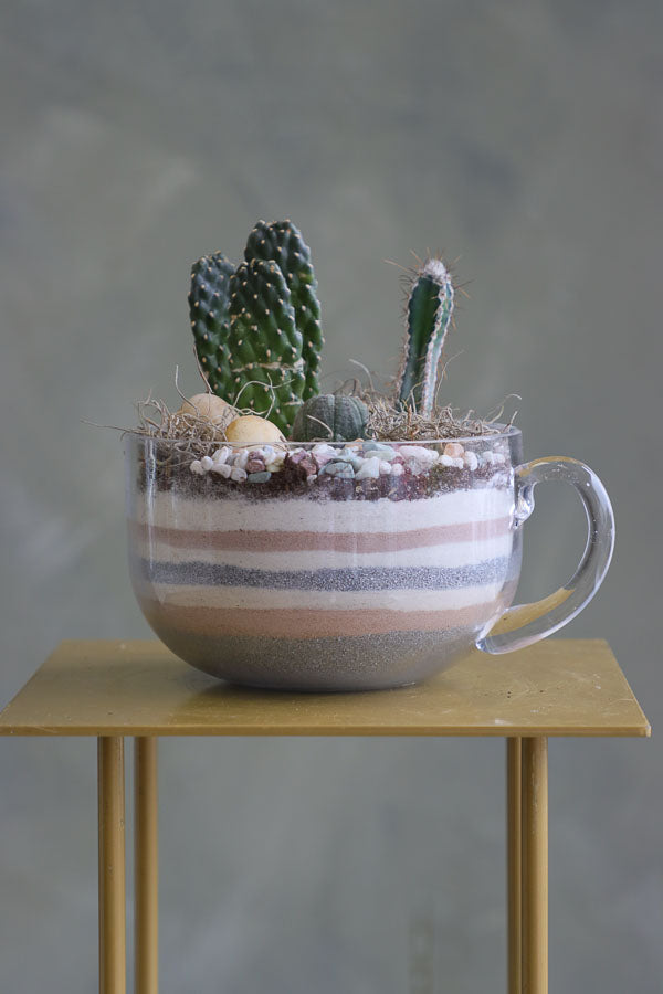 Three assorted succulent plants arranged in a clear glass cup planter with layered decorative sand and natural stones.
