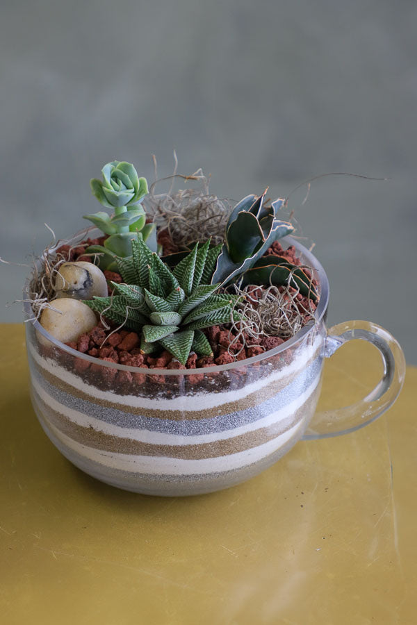 Three assorted succulent plants arranged in a clear glass cup planter with layered decorative sand and natural stones.
