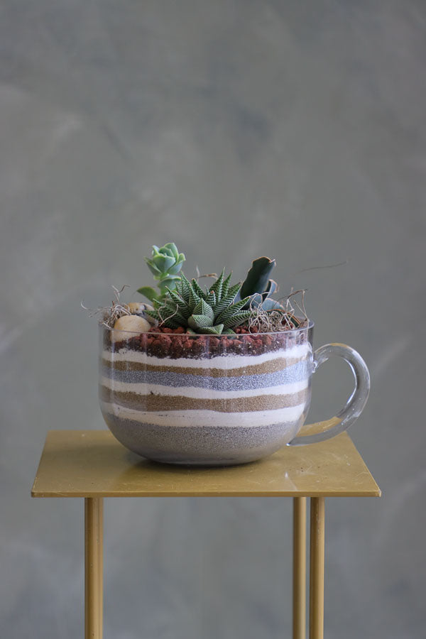 Three assorted succulent plants arranged in a clear glass cup planter with layered decorative sand and natural stones.