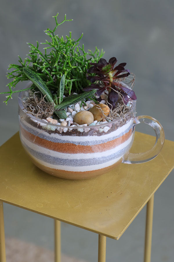 Three assorted succulent plants arranged in a clear glass cup planter with layered decorative sand and natural stones.