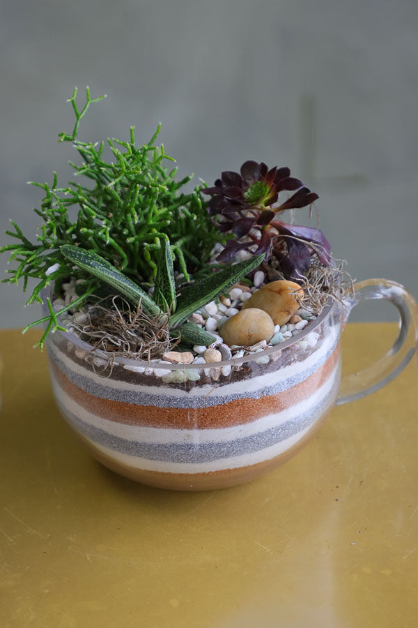 Three assorted succulent plants arranged in a clear glass cup planter with layered decorative sand and natural stones.