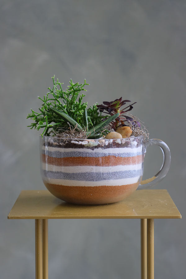 Three assorted succulent plants arranged in a clear glass cup planter with layered decorative sand and natural stones.
