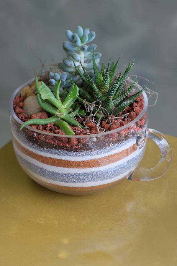 Three assorted succulent plants arranged in a clear glass cup planter with layered decorative sand and natural stones.