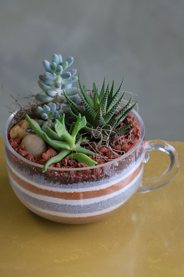 Three assorted succulent plants arranged in a clear glass cup planter with layered decorative sand and natural stones.