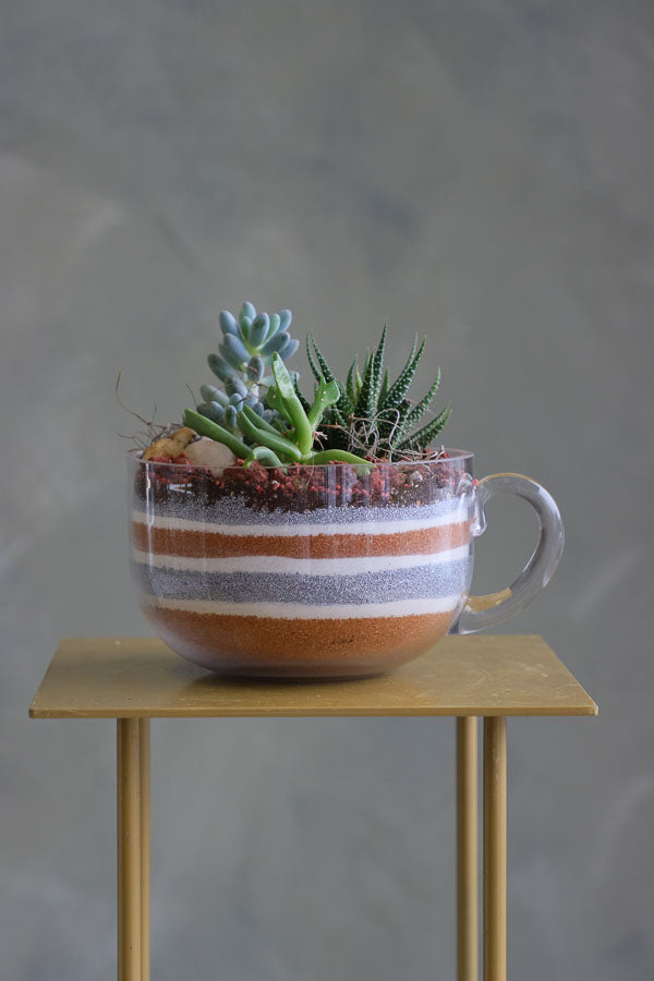 Three assorted succulent plants arranged in a clear glass cup planter with layered decorative sand and natural stones.