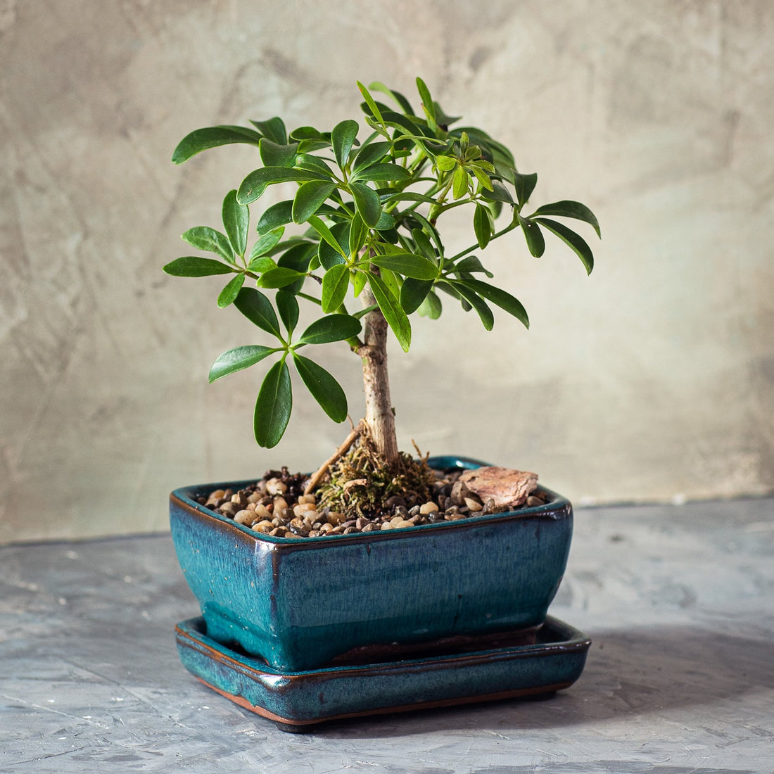 Schefflera in a ceramic pot small size