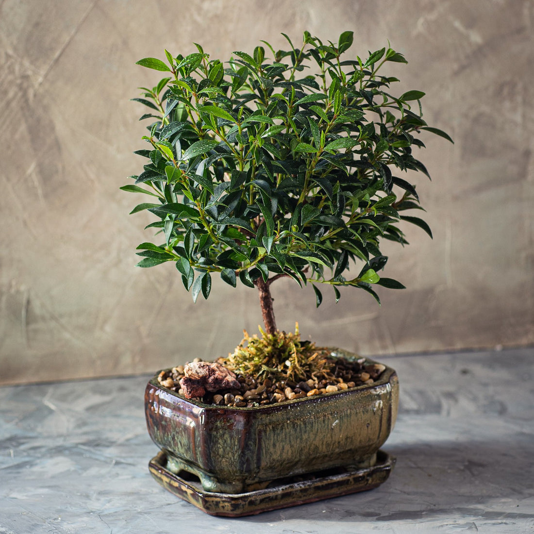 Flowering Brush Cherry