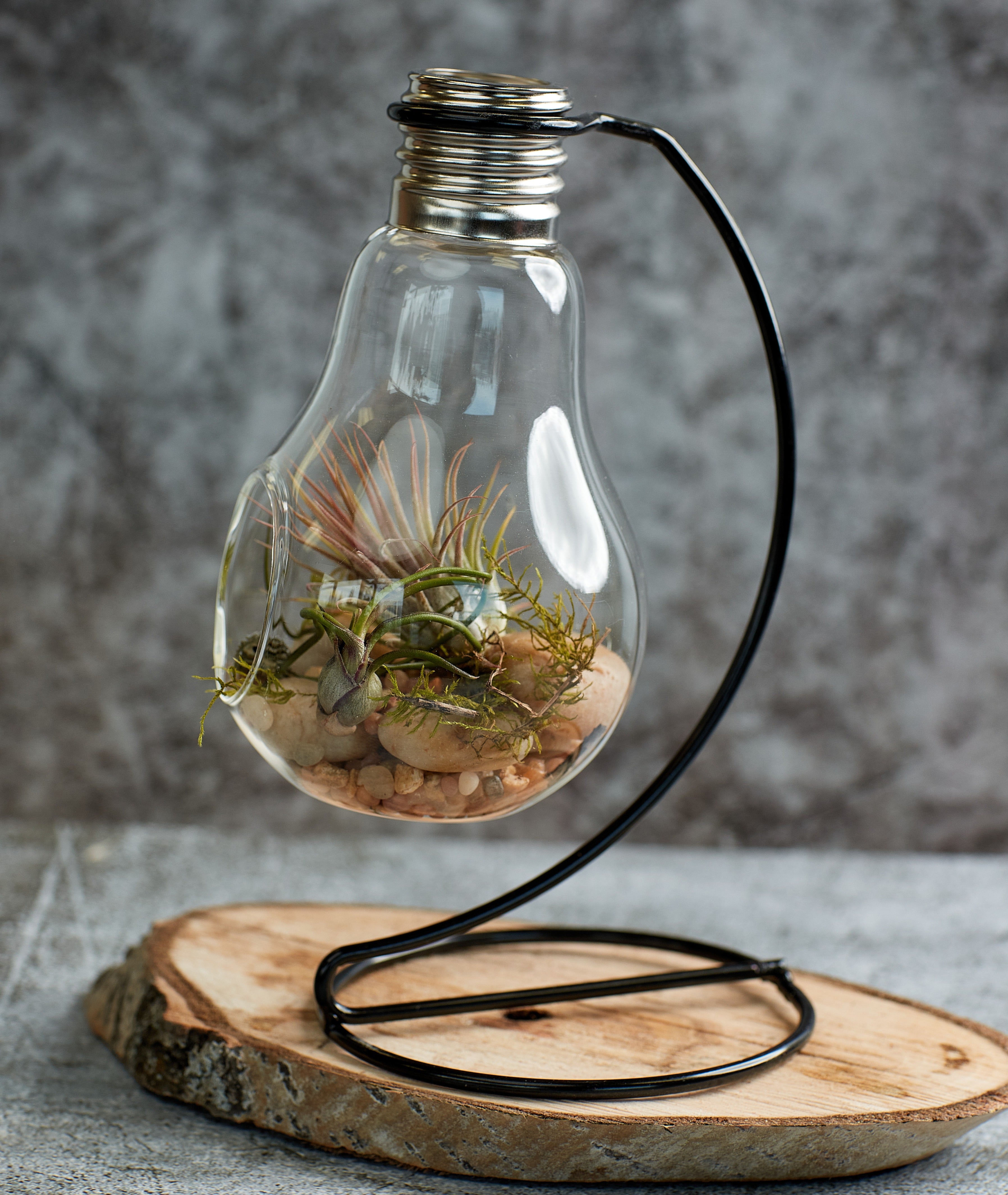 air plant lamp Air Plants Bulb – Bonsai Ottawa