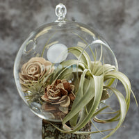 Air Plants Terrarium; Florarium