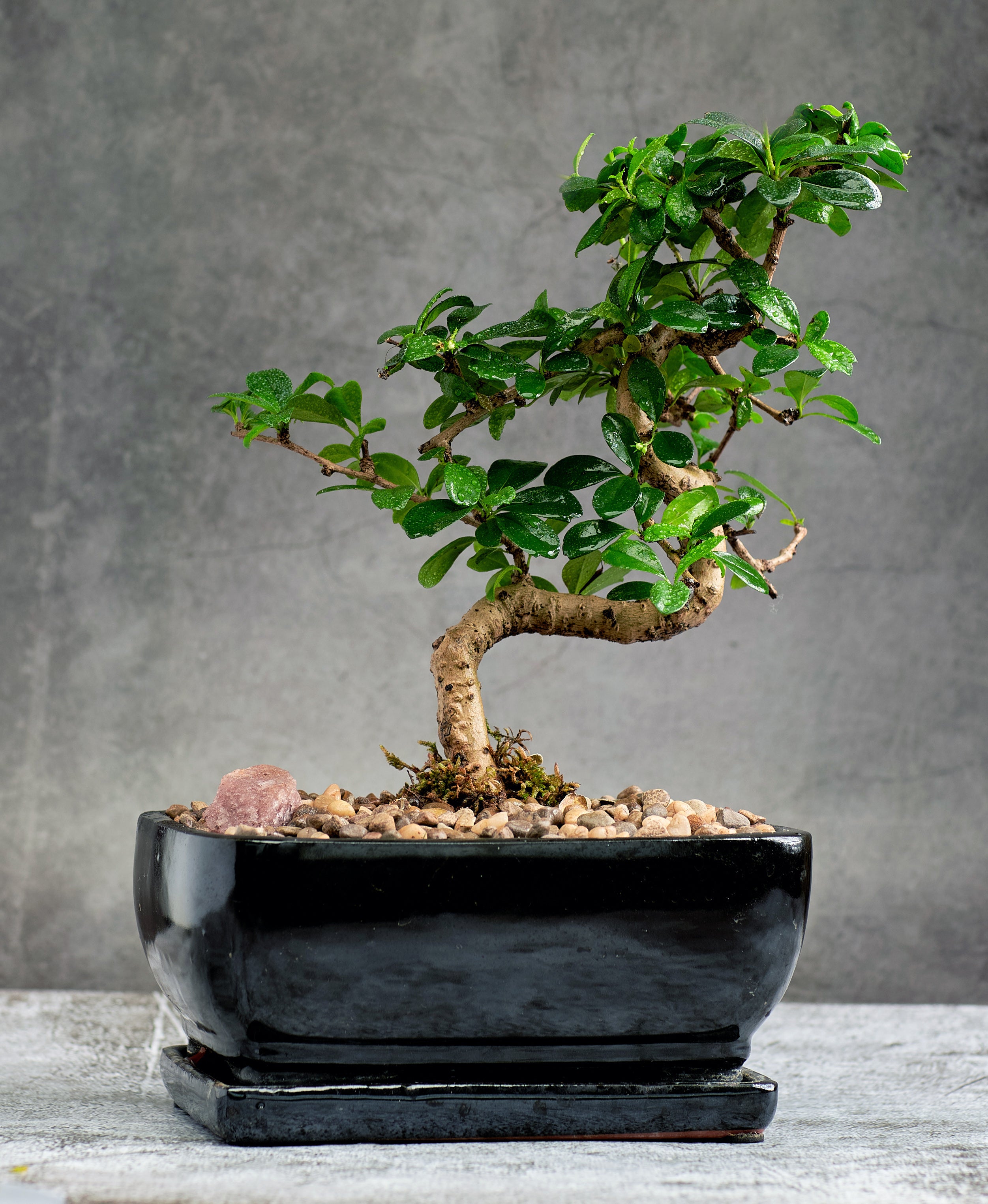 fukien tea bonsai tree Fukien Tea