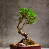 Bonsai Gift Card