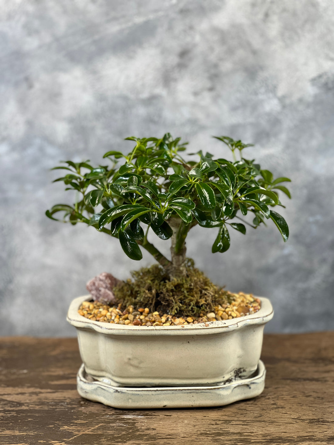 Schefflera Medium in a ceramic pot