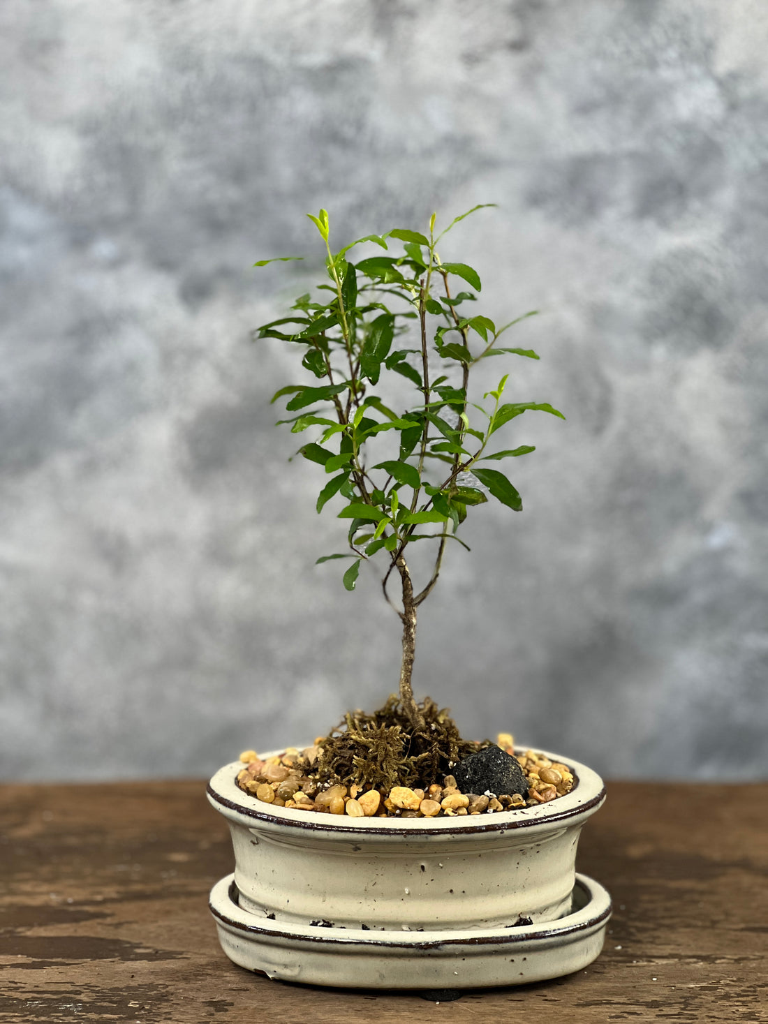 Fruitful Pomegranate Bonsai