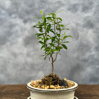 Fruitful Pomegranate Bonsai