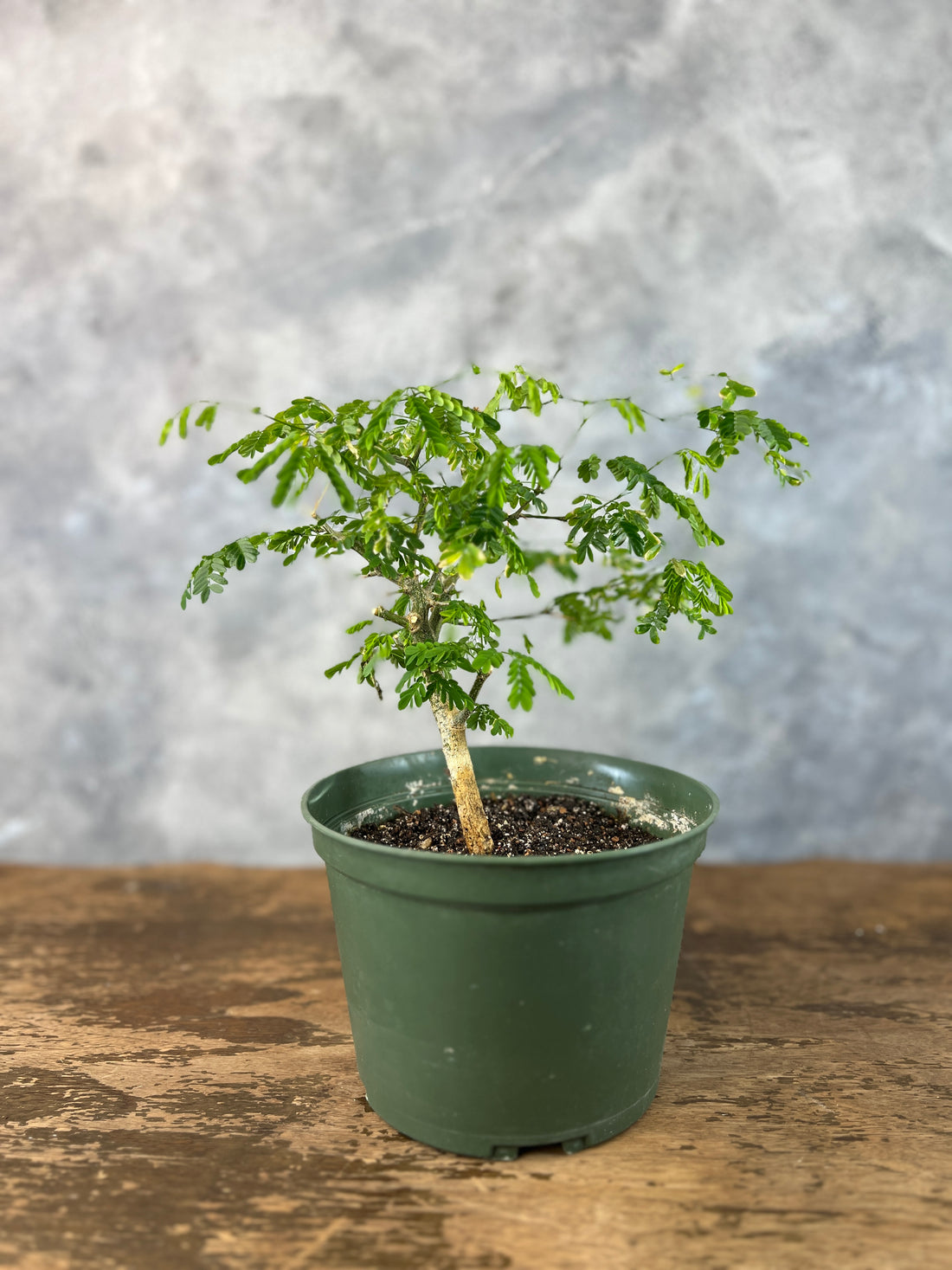 Brazilian Rain Tree, Bonsai Tree, Bonsai, Potted Bonsai, Potted Brazilian Rain Tree, Rain Tree, Raintree, Brazilian Rain Tree, Brazilian Raintree, Styled Bonsai