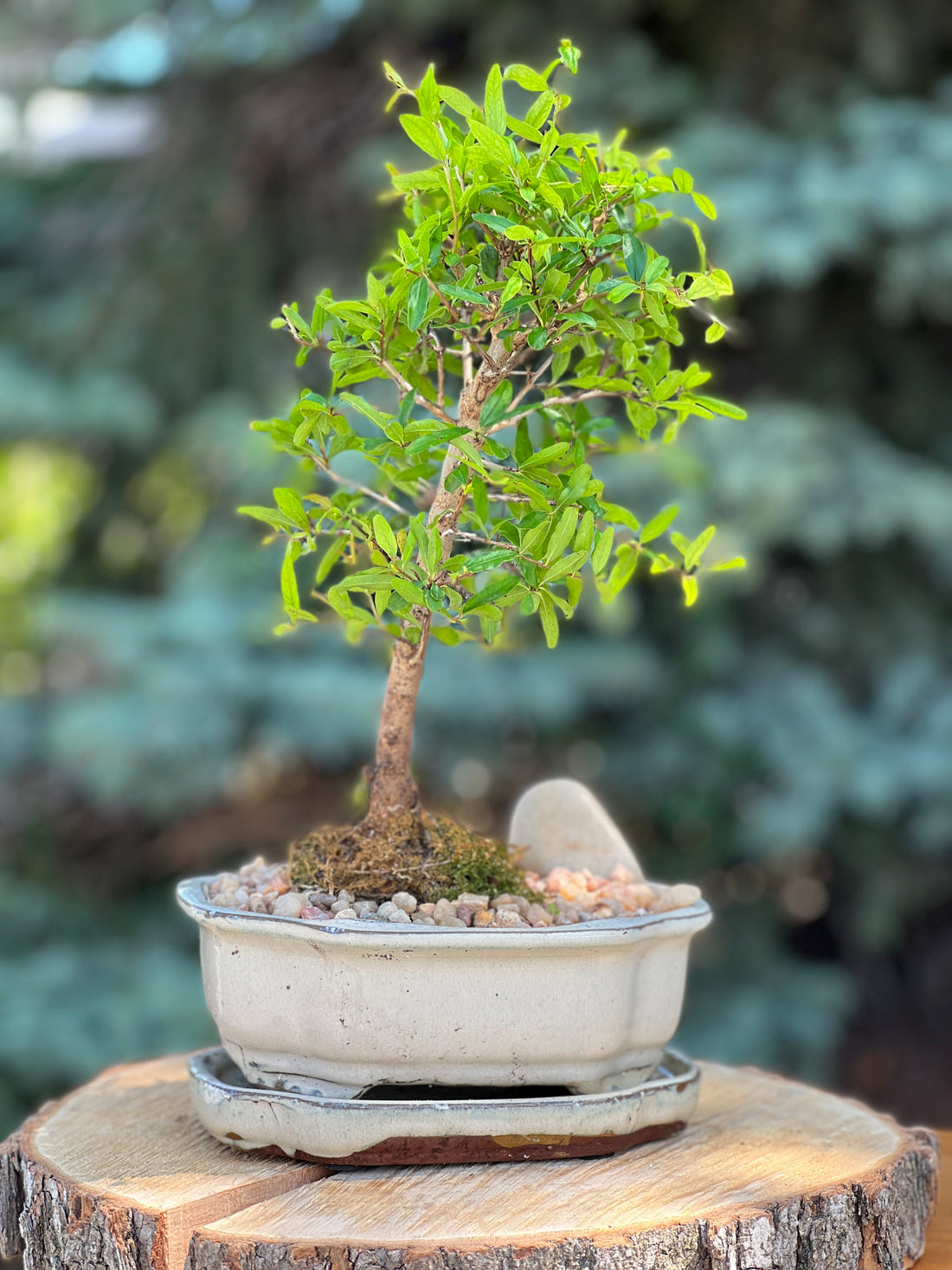 Large Pomegranate Height 14", Bonsai Ottawa Shop, buy bonsai online