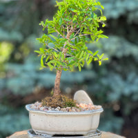 Large Pomegranate Height 14", Bonsai Ottawa Shop, buy bonsai online