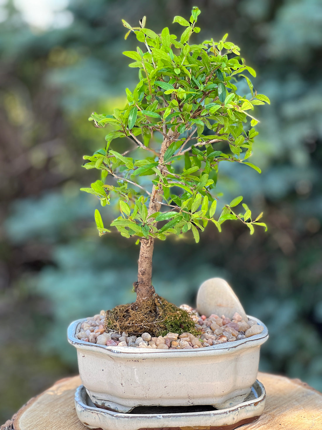 Large Pomegranate Height 14", Bonsai Ottawa Shop, buy bonsai online