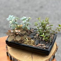 Flat Pathway Succulents Bonsai Ottawa Shop buy bonsai and succulents online