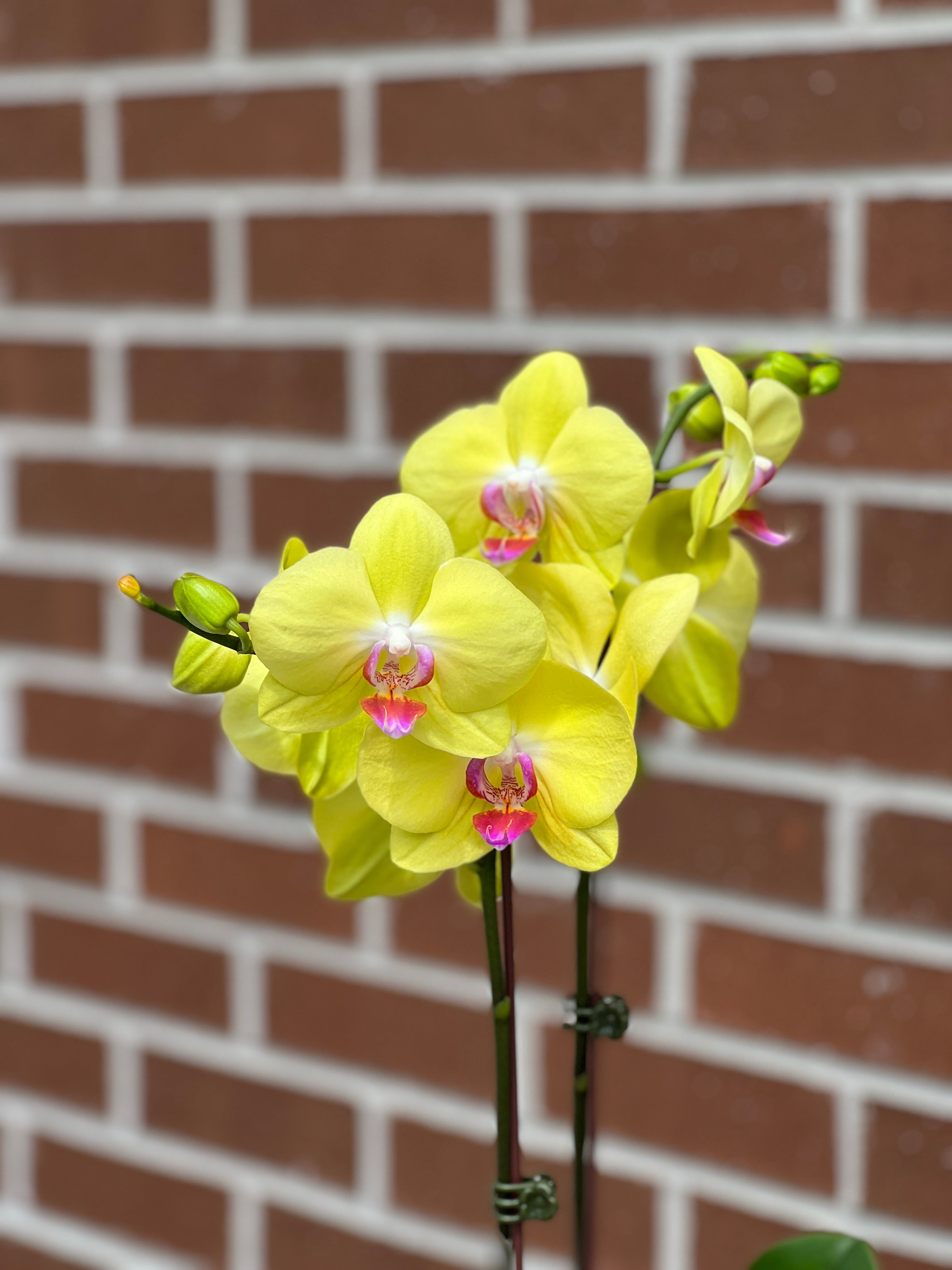 Gorgeous Orchid – Bonsai Ottawa