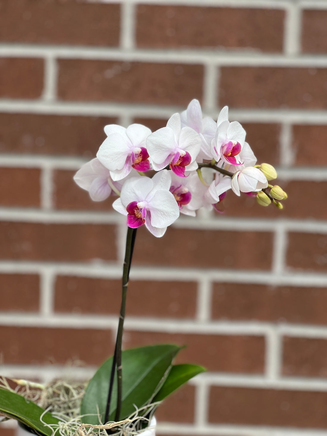 Piccola Orchid in pot