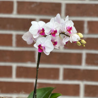 Piccola Orchid in pot