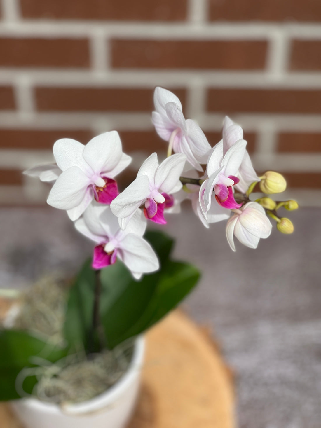 Small orchid in pot bonsai online Bonsai Ottawa