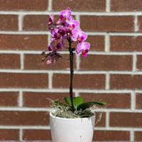 Small orchid in pot bonsai online Bonsai Ottawa