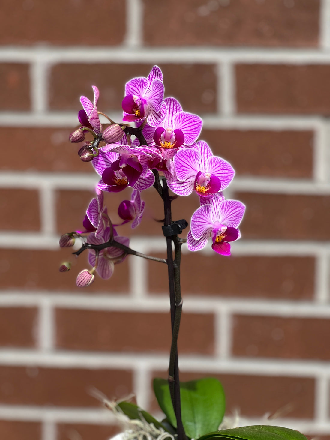Small orchid in pot bonsai online Bonsai Ottawa