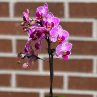 Small orchid in pot bonsai online Bonsai Ottawa