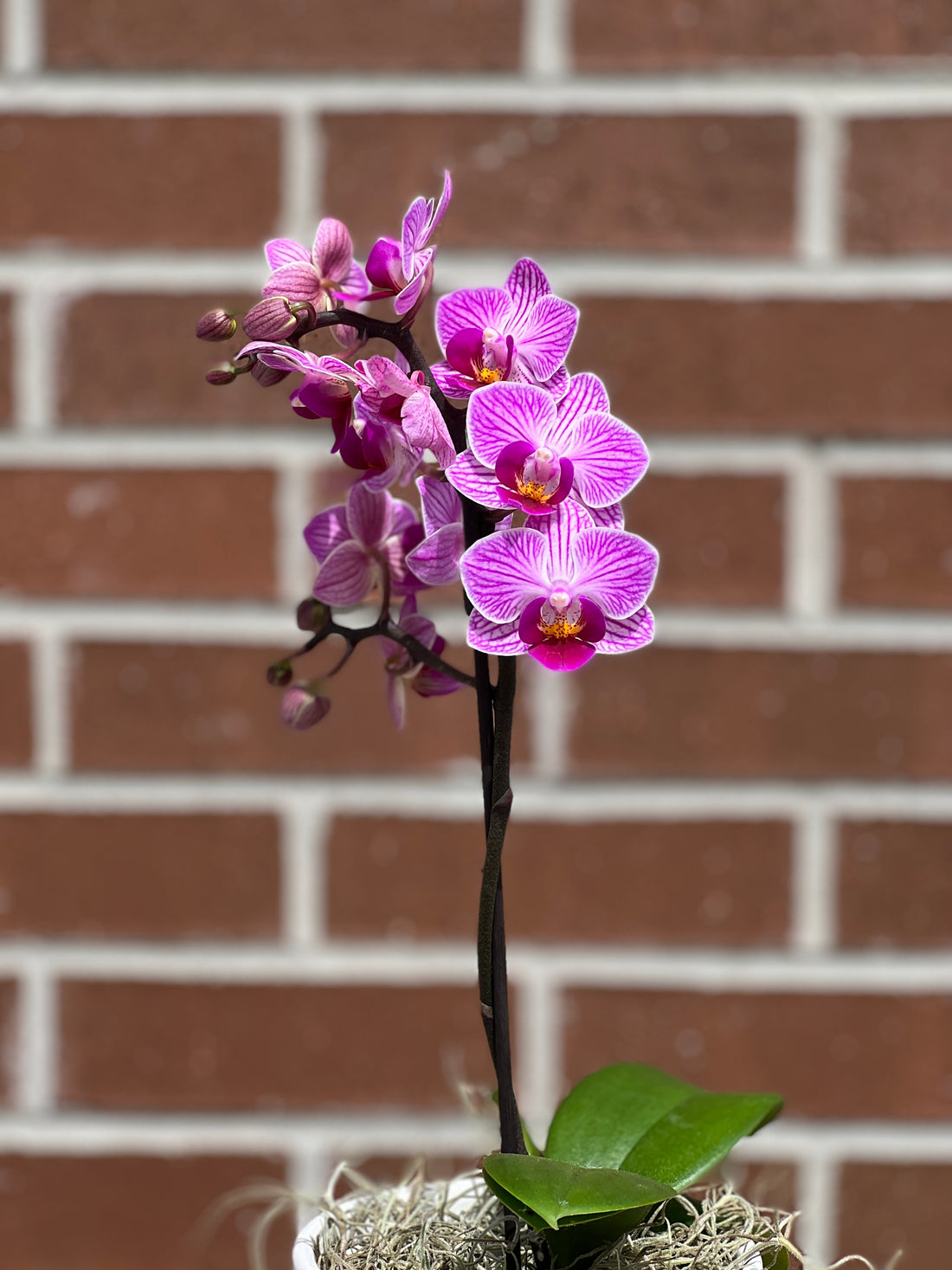 Small orchid in pot bonsai online Bonsai Ottawa