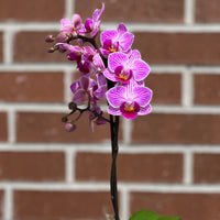 Small orchid in pot bonsai online Bonsai Ottawa