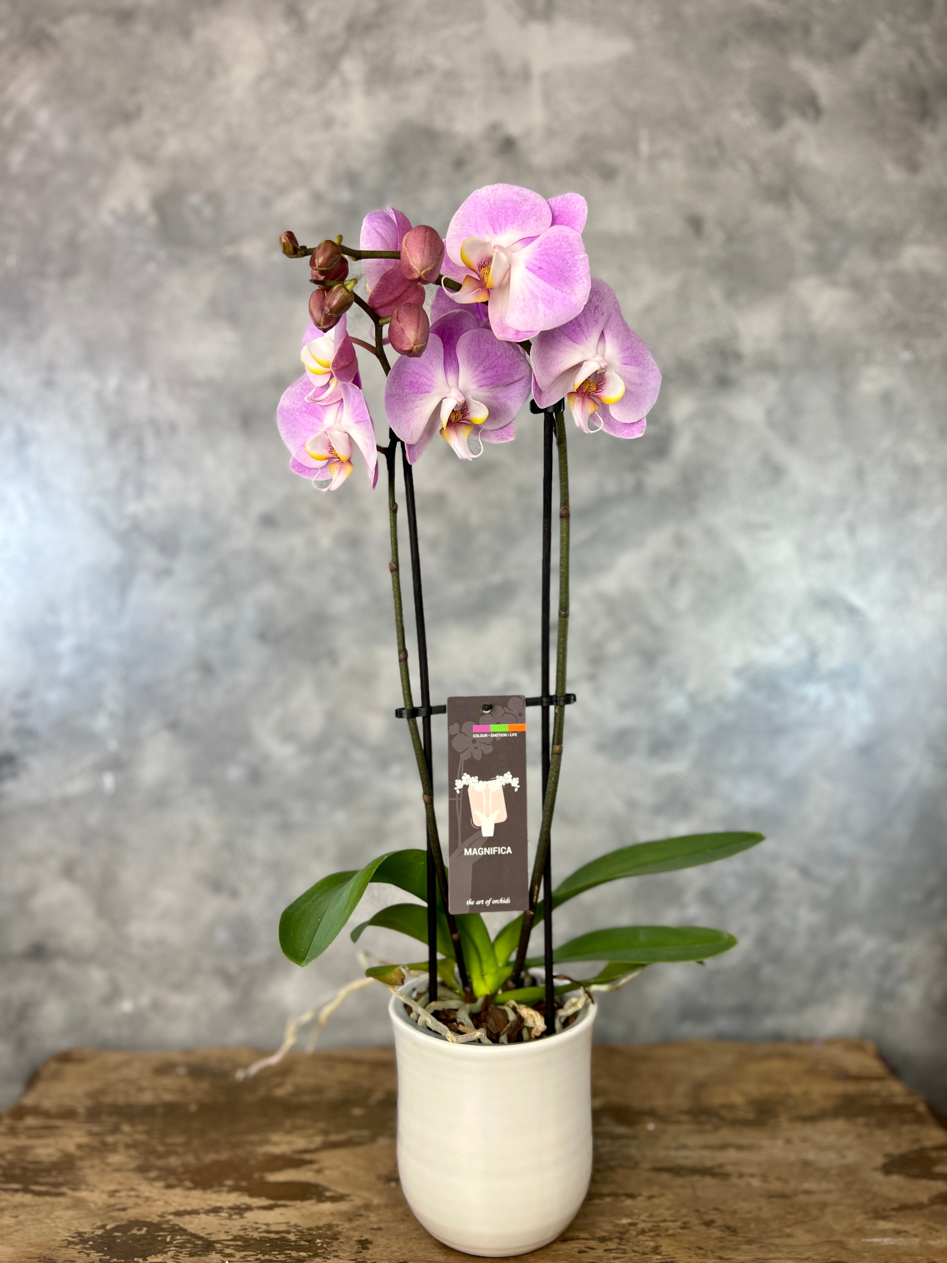 Gorgeous Orchid – Bonsai Ottawa