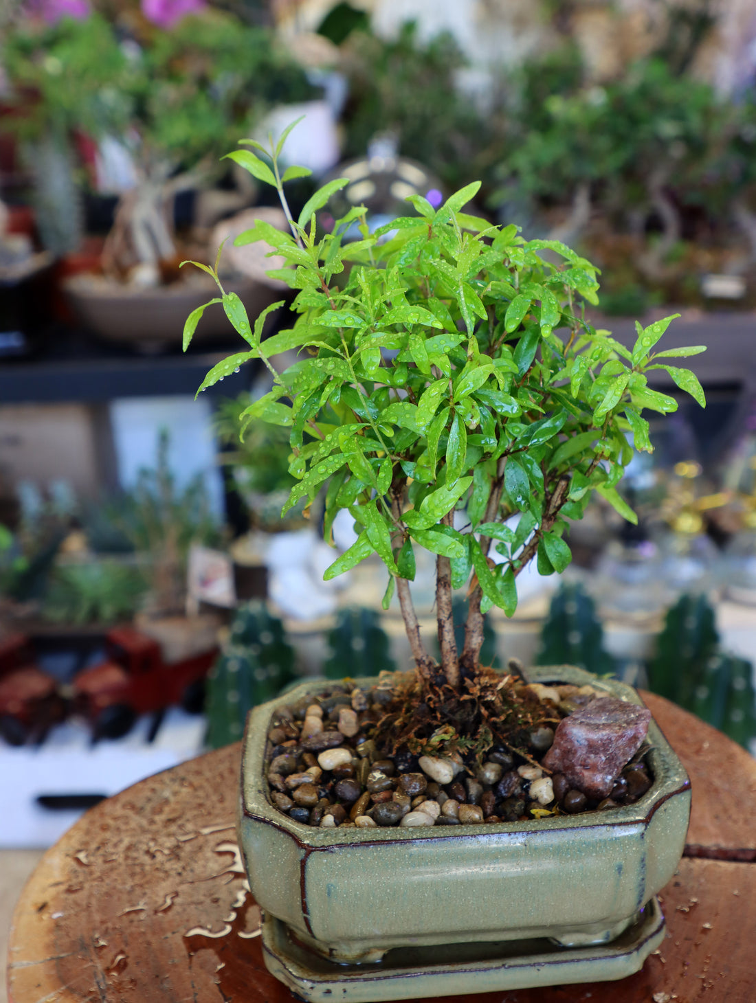 Fruitful Pomegranate Bonsai