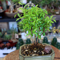 Fruitful Pomegranate Bonsai