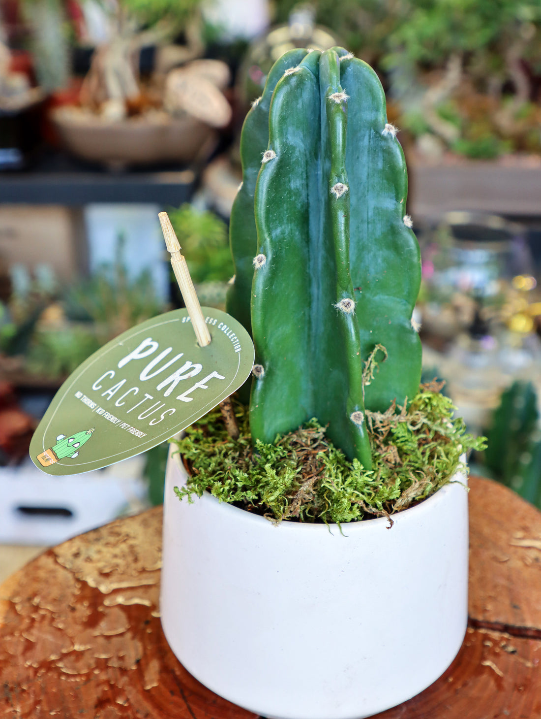 Cereus Jamacaru, Pure Cactus, Spineless Cactus, Easy, Cactus, Plant, Potted Plant, Non-Toxic, Non-Poisonous