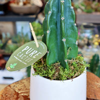 Cereus Jamacaru, Pure Cactus, Spineless Cactus, Easy, Cactus, Plant, Potted Plant, Non-Toxic, Non-Poisonous