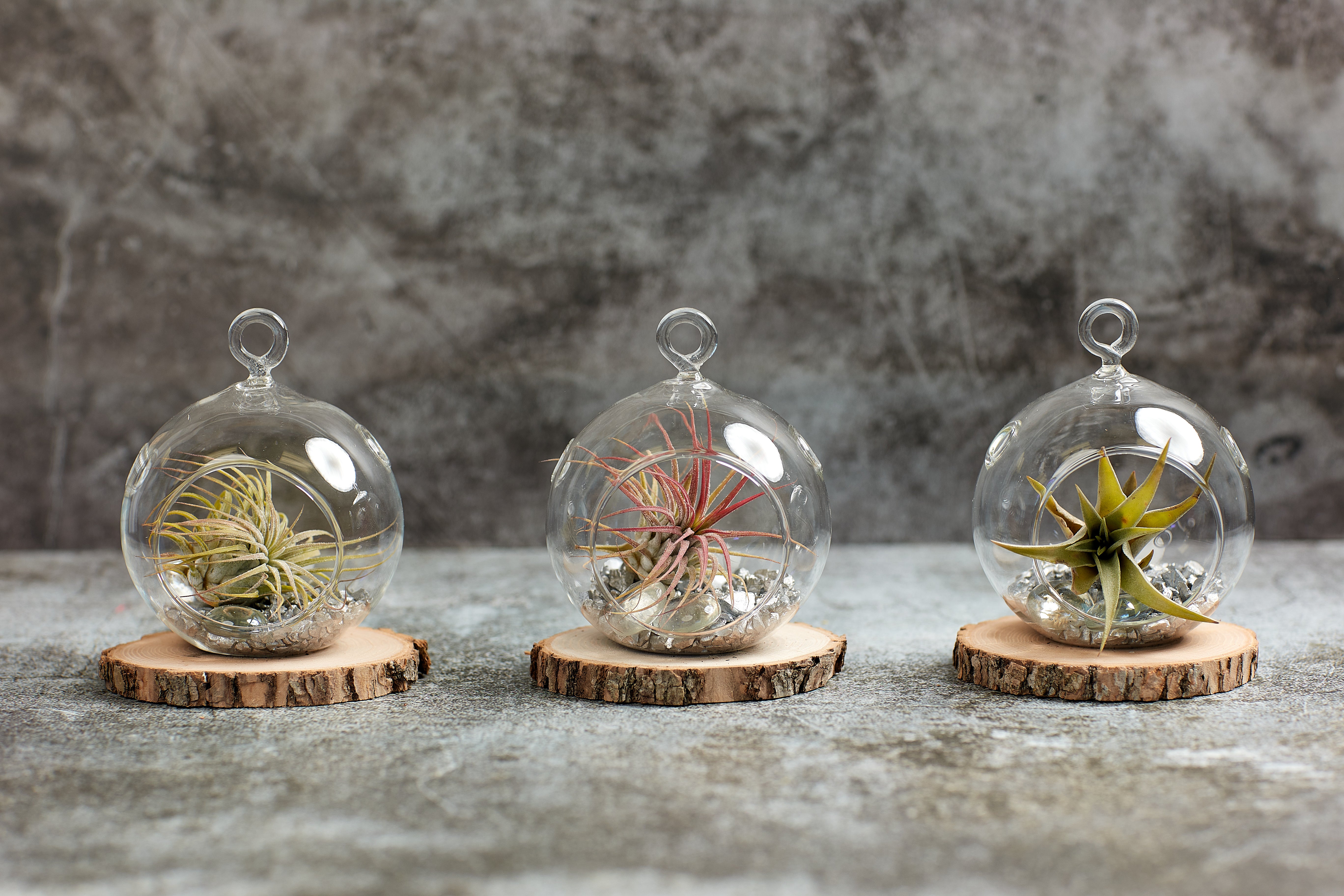 air plants canada Air Plants Trio – Bonsai Ottawa