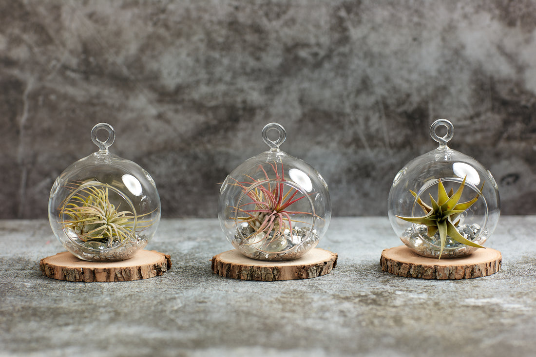 Air plants in glass terrarium