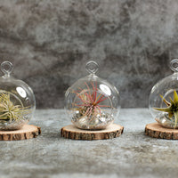 Air plants in glass terrarium