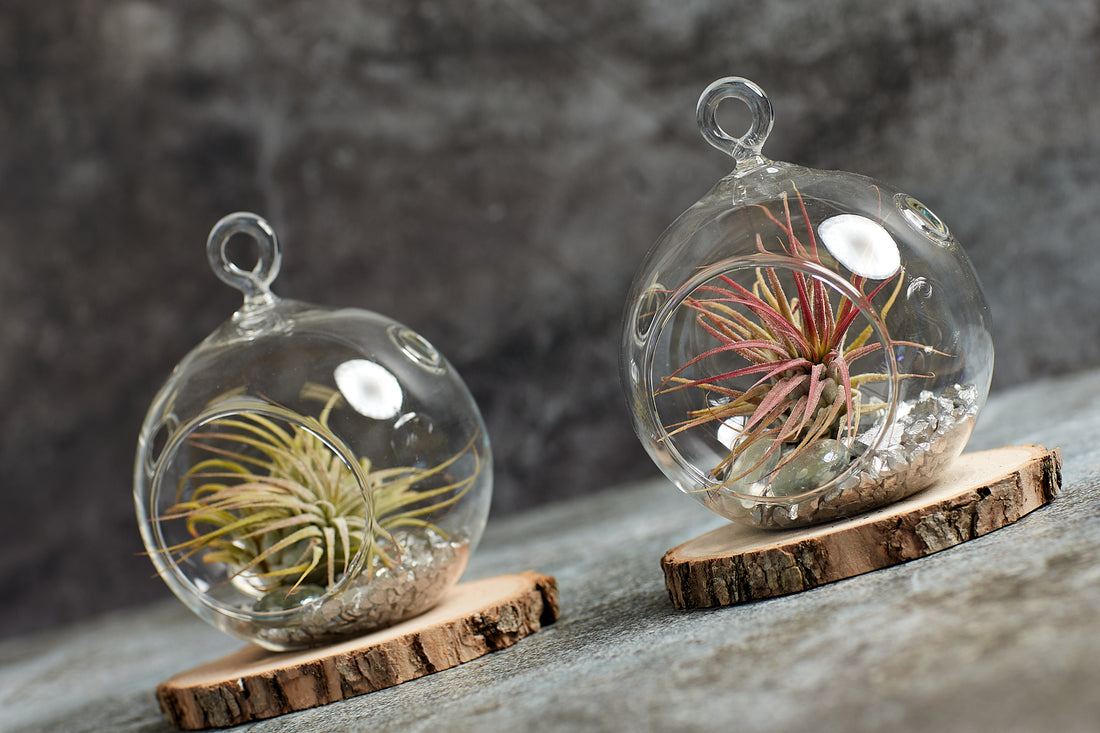 Air plants in glass terrarium