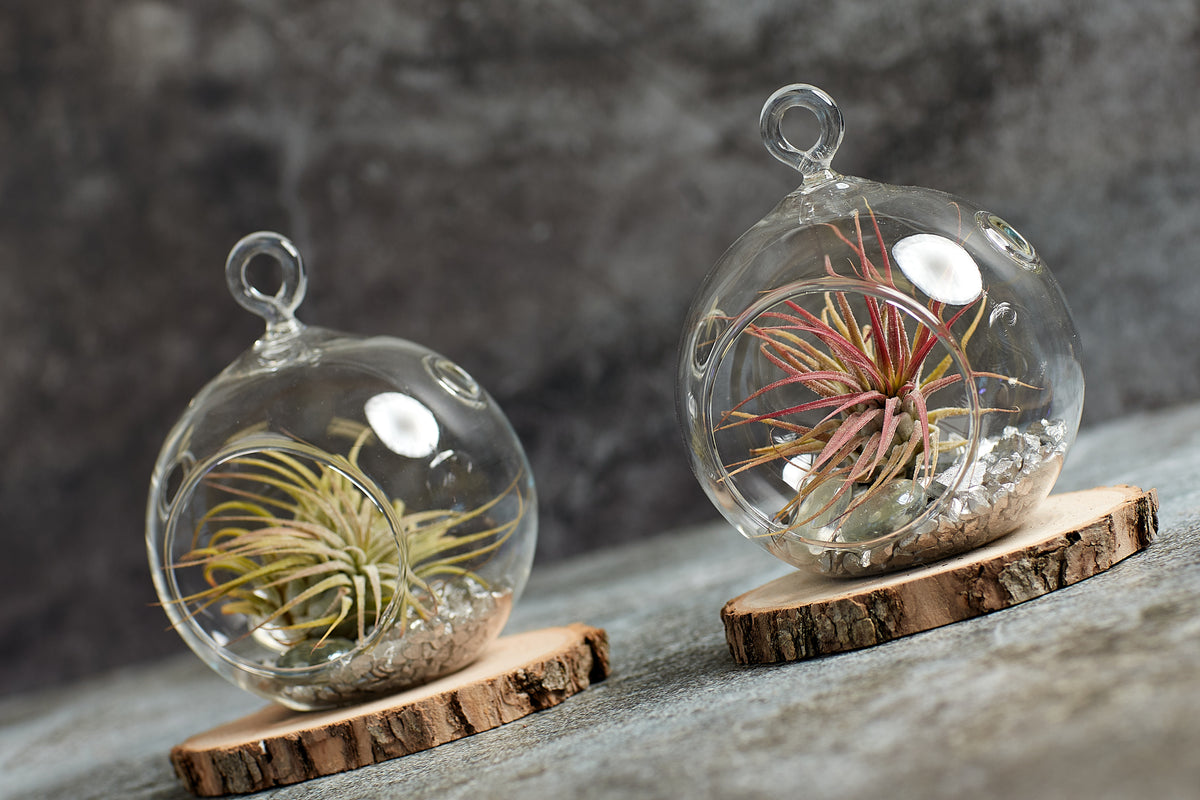 air plants montreal Air Plants Trio – Bonsai Ottawa