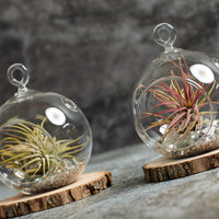 Air plants in glass terrarium