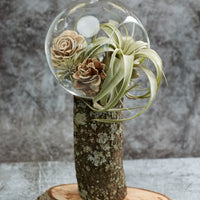 Tillandsia Xerographica in a glass terrarium