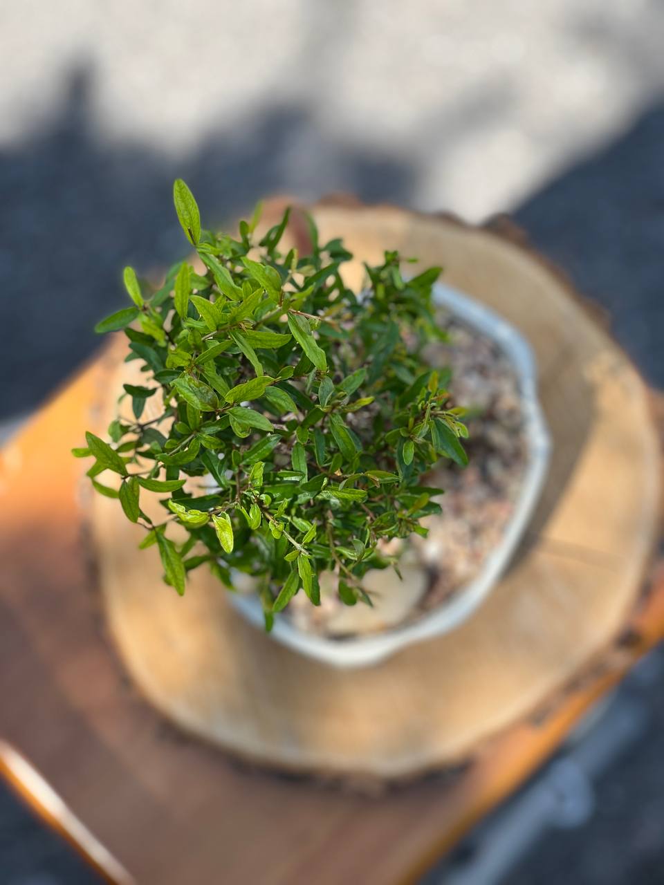 Large Pomegranate Height 14", Bonsai Ottawa Shop, buy bonsai online