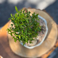 Large Pomegranate Height 14", Bonsai Ottawa Shop, buy bonsai online